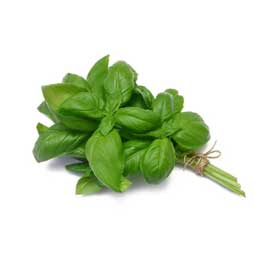 Basilic frais