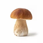 Cèpe surgelé