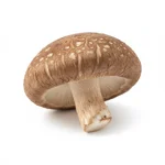 Champignon Shii-take