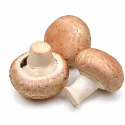 Champignon de paris