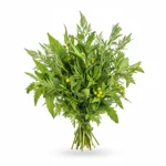 Chartreuse verte