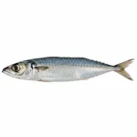Chinchard
