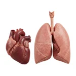 Coeur et de poumon de cochon