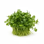 Cresson de jardin