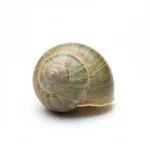 Escargot