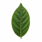 Feuille de 4 épices