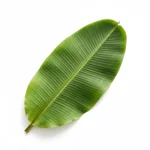 Feuille de bananier