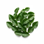 Feuille de citron vert