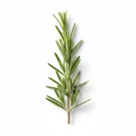 Feuille de romarin