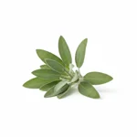 Feuille de sauge fraîche