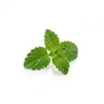 Feuille de verveine fraîche
