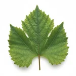 Feuille de vigne en conserve