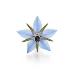 Fleur de bourache