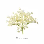 Fleur de sureau