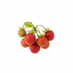 Fraise des bois