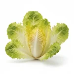 Frisée à grosses côtes