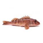 Gallinette