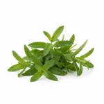 Infusion à la verveine