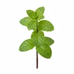Menthe-bergamote