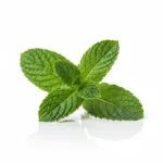 Menthe sèche