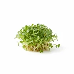 Micro pousse aromatique