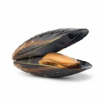 Moule de Bouchot
