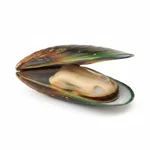 Moule verte