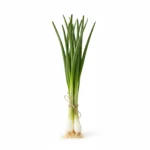 Oignon vert