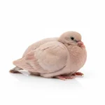 Pigeonneau