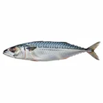 Poisson de « soupe »