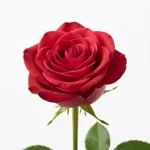 Rose bio odorante