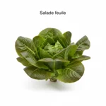 Salade feuille