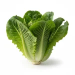 Salade romaine