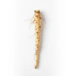 Salsifis frais