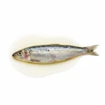 Sardine à l'huile d'olive