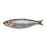 Sardine en conserve