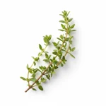 Thym citron frais