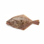 Turbot