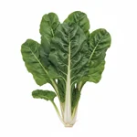 Vert de blette
