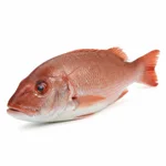 Vivaneau